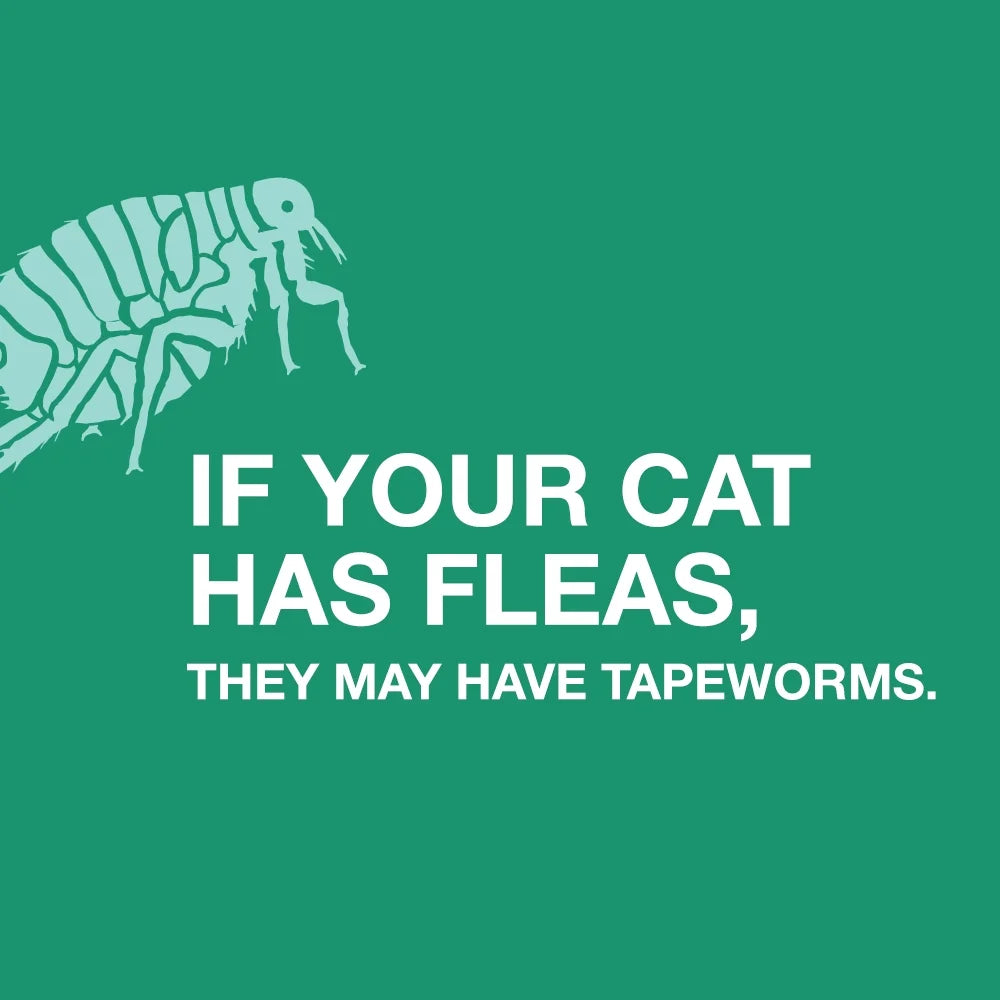 Elanco Tapeworm Removal Dewormer for Cats, 3 Tablets Praziquantel