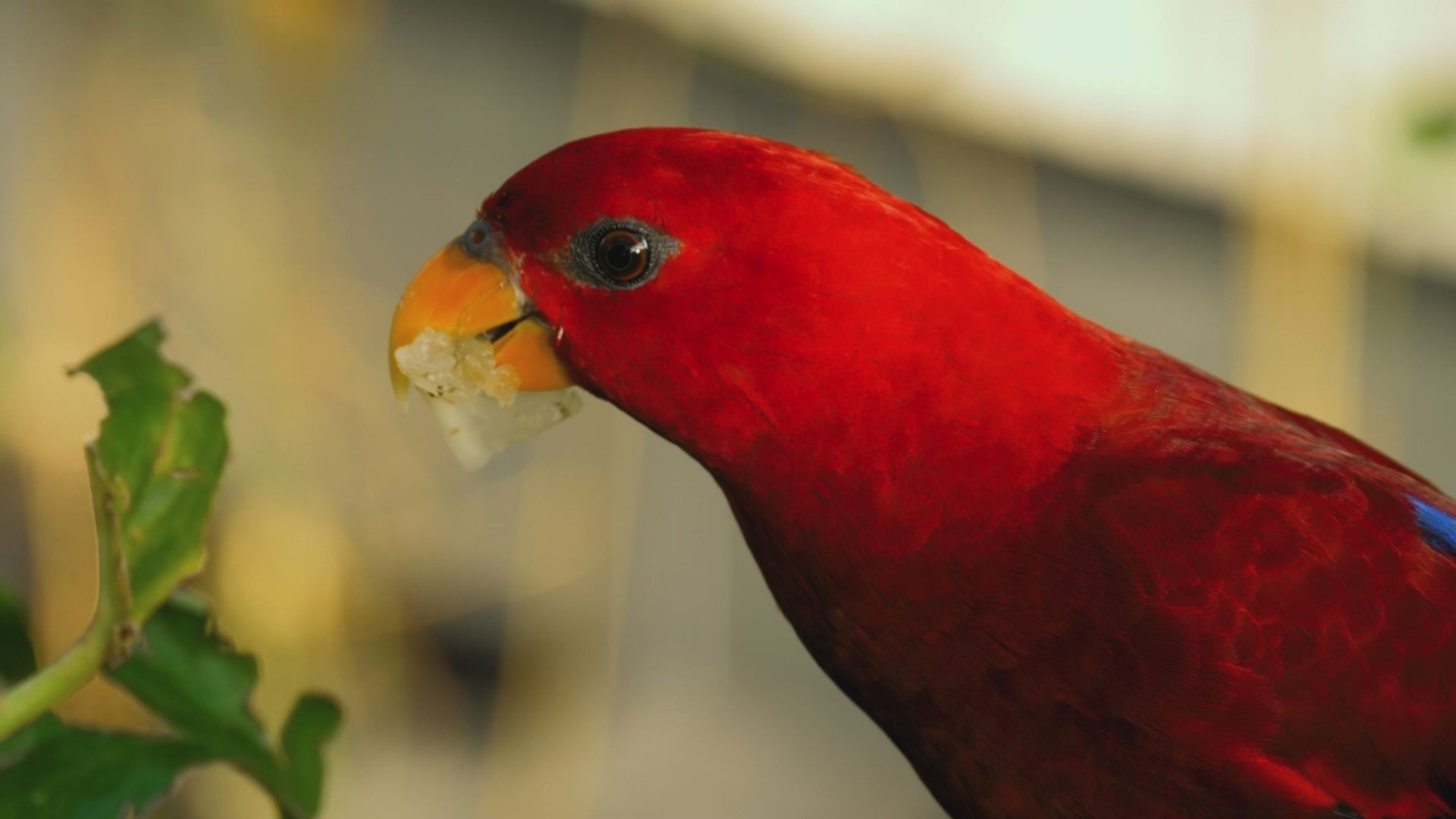 Load video: Watch amazing animals in their natural habitats